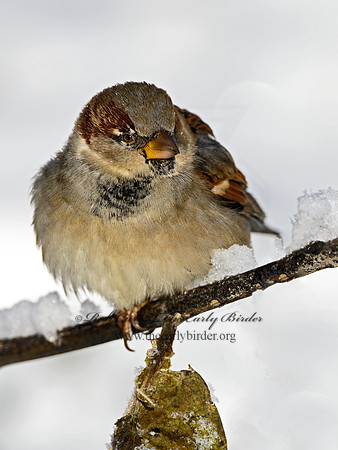 Passer domesticus  HOUSE SPARROW 1308468