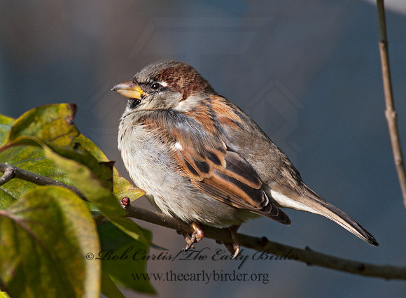 Passer domesticus  HOUSE SPARROW 3011037