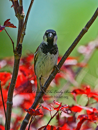 Passer domesticus  HOUSE SPARROW 3021083