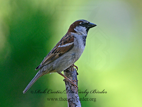 Passer domesticus  HOUSE SPARROW 3021107