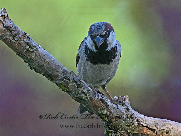 Passer domesticus  HOUSE SPARROW 3021125