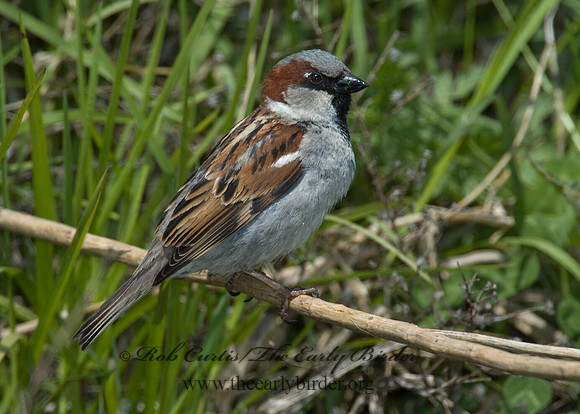 Passer domesticus  HOUSE SPARROW 5006809