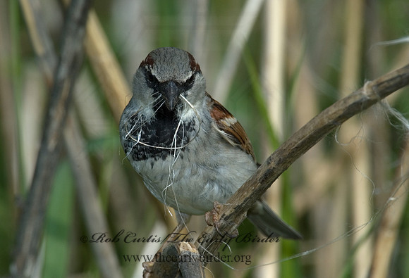 Passer domesticus  HOUSE SPARROW 5006910
