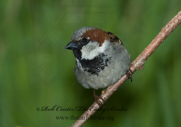 Passer domesticus  HOUSE SPARROW 5007004 1