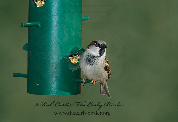 Passer domesticus  HOUSE SPARROW 5018037