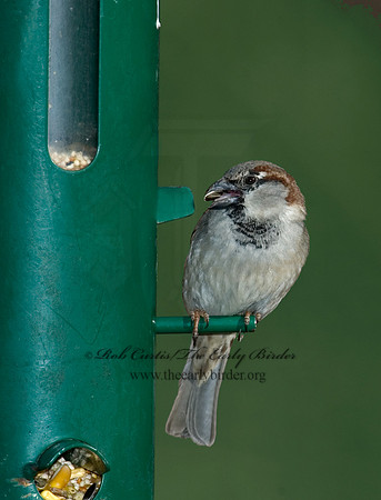 Passer domesticus  HOUSE SPARROW 5018038
