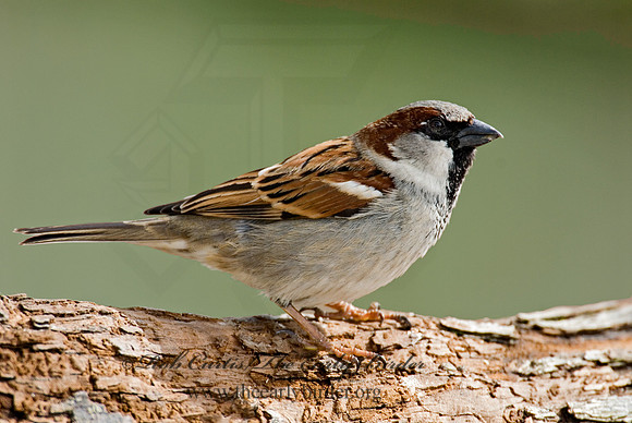 Passer domesticus  HOUSE SPARROW 6001152
