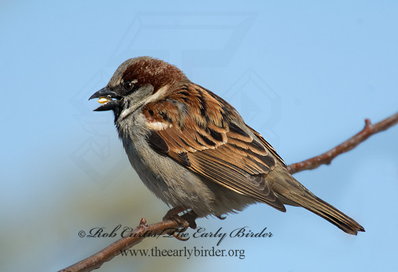 Passer domesticus  HOUSE SPARROW 7013885