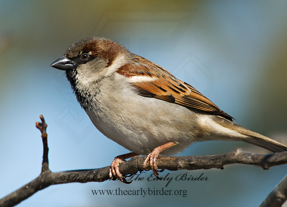 Passer domesticus  HOUSE SPARROW 7013884