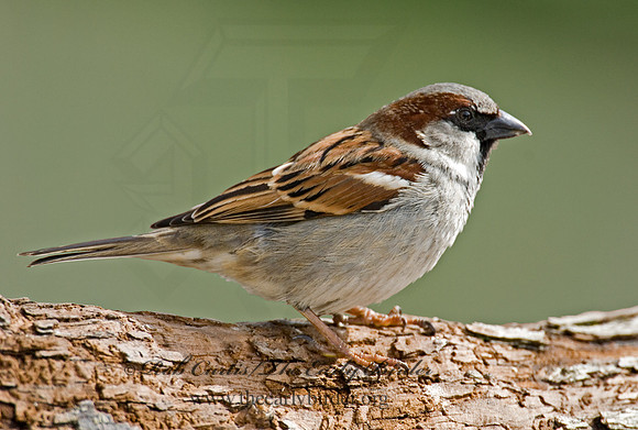 Passer domesticus  HOUSE SPARROW 6001154