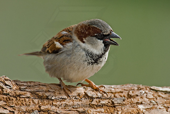 Passer domesticus  HOUSE SPARROW 6001213
