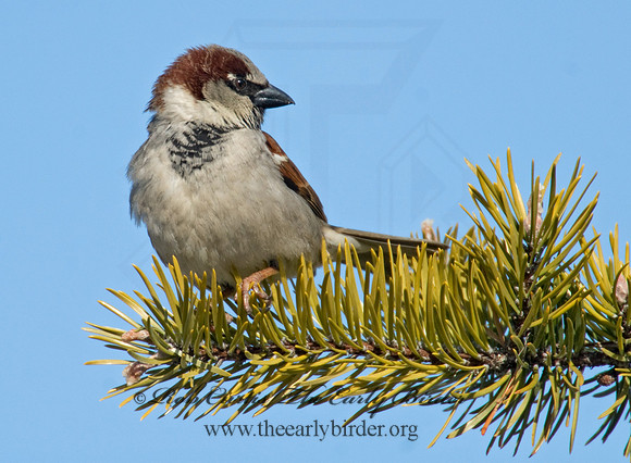 Passer domesticus  HOUSE SPARROW 7013887
