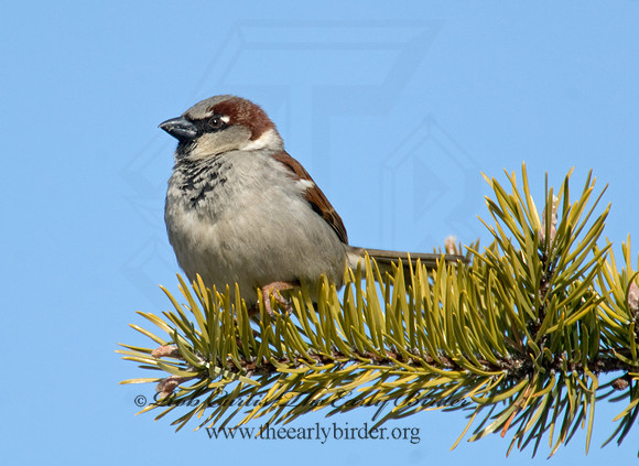 Passer domesticus  HOUSE SPARROW 7013890