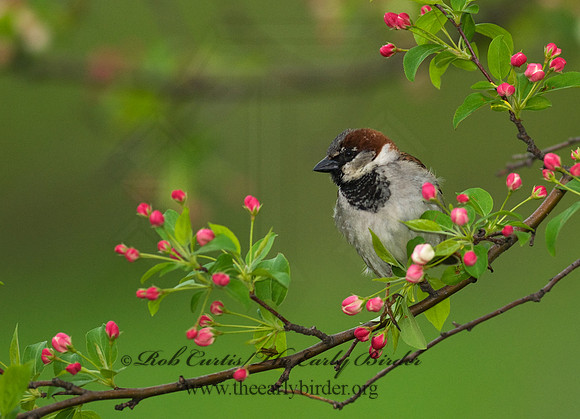 Passer domesticus  HOUSE SPARROW 7014491