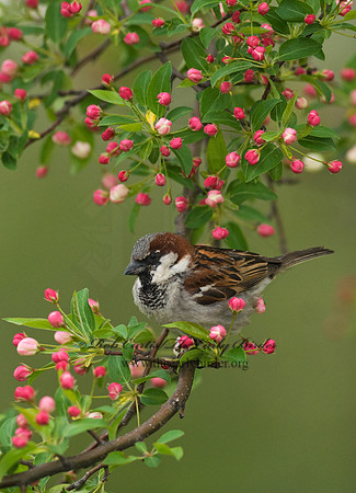 Passer domesticus  HOUSE SPARROW 7014496