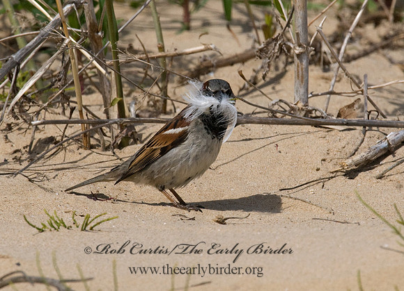 Passer domesticus  HOUSE SPARROW 7014723