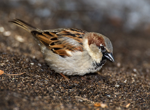 Passer domesticus  HOUSE SPARROW 8001206