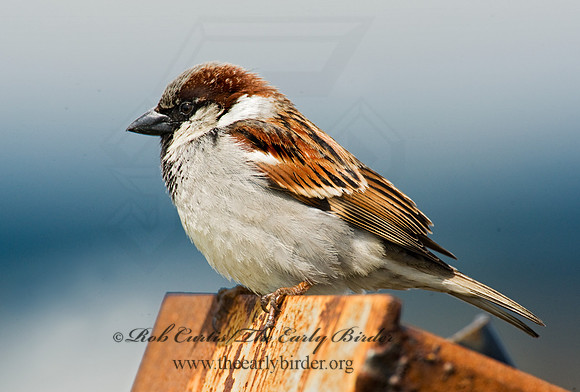 Passer domesticus  HOUSE SPARROW 8002477