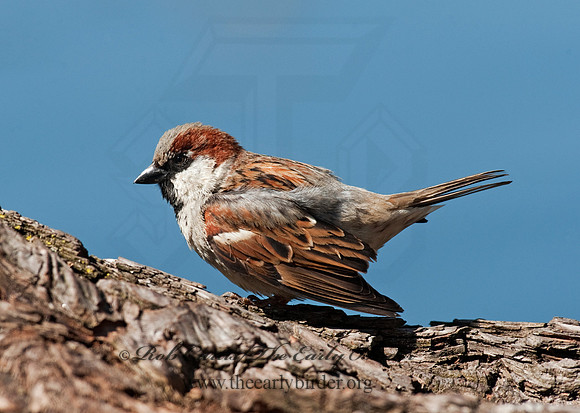 Passer domesticus  HOUSE SPARROW 8021619