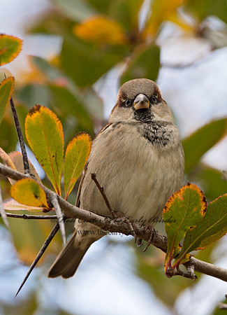 Passer domesticus  HOUSE SPARROW 9026334