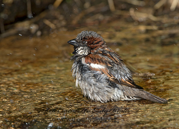 Passer domesticus  HOUSE SPARROW 9045535