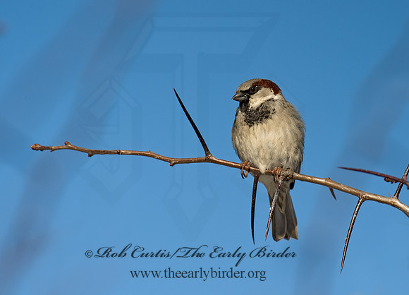 Passer domesticus  HOUSE SPARROW 8000038