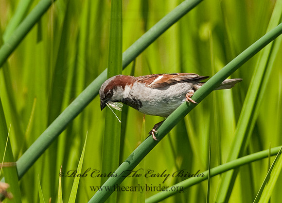 Passer domesticus  HOUSE SPARROW 8026157
