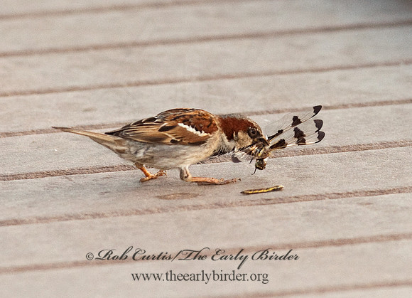 Passer domesticus  HOUSE SPARROW 8026388