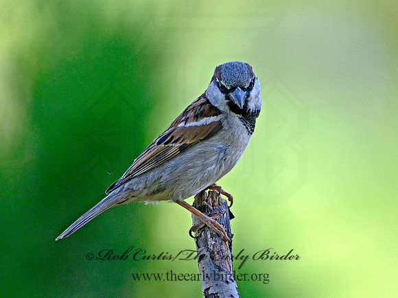 Passer domesticus  HOUSE SPARROW 3021105