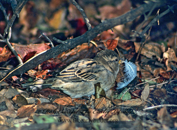 Passer domesticus  HOUSE SPARROW 24129
