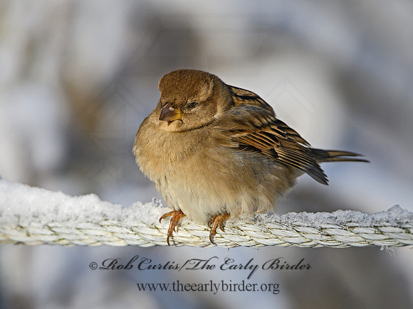 Passer domesticus  HOUSE SPARROW 1308453