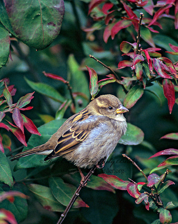 Passer domesticus  HOUSE SPARROW 247015