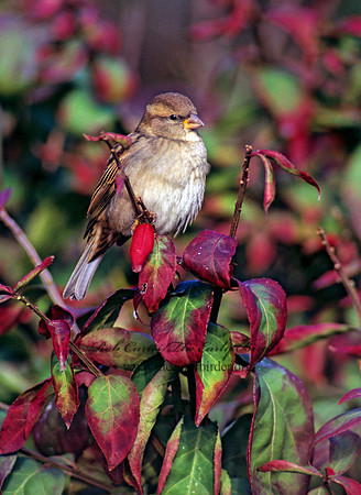 Passer domesticus  HOUSE SPARROW 247113