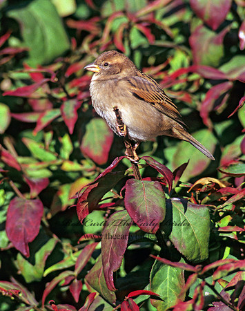 Passer domesticus  HOUSE SPARROW 247127