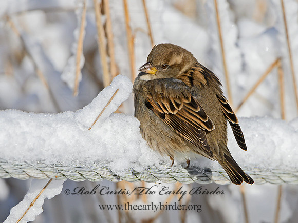 Passer domesticus  HOUSE SPARROW 1308464
