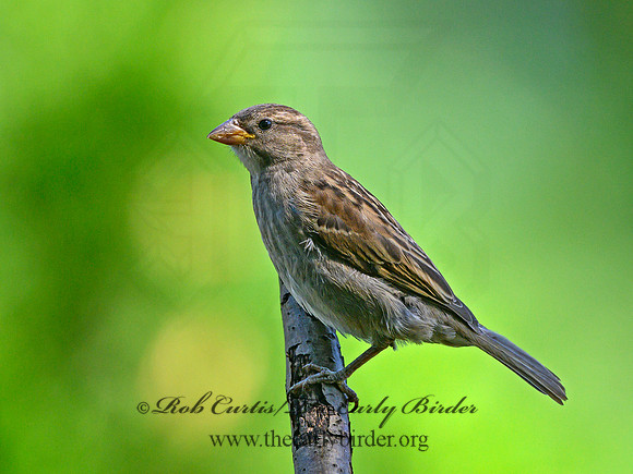 Passer domesticus  HOUSE SPARROW 3021096
