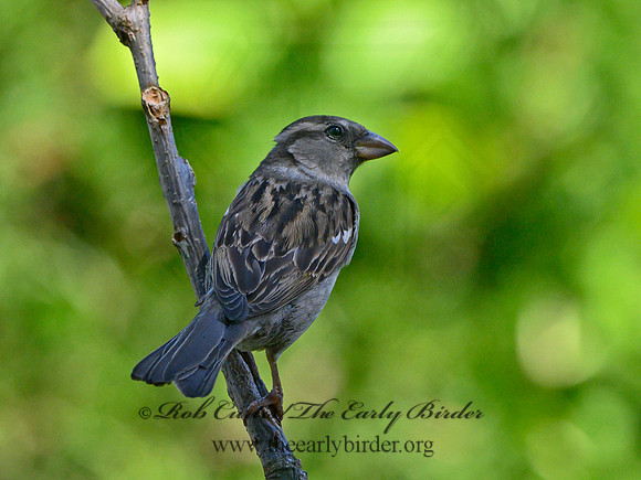 Passer domesticus  HOUSE SPARROW 3021099