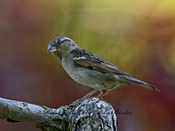 Passer domesticus  HOUSE SPARROW 3021117