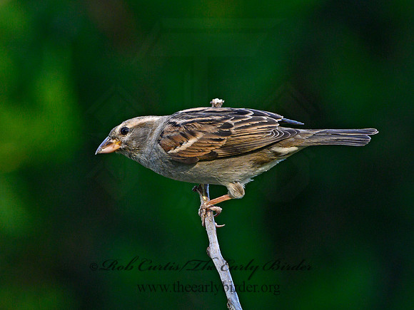 Passer domesticus  HOUSE SPARROW 3021131