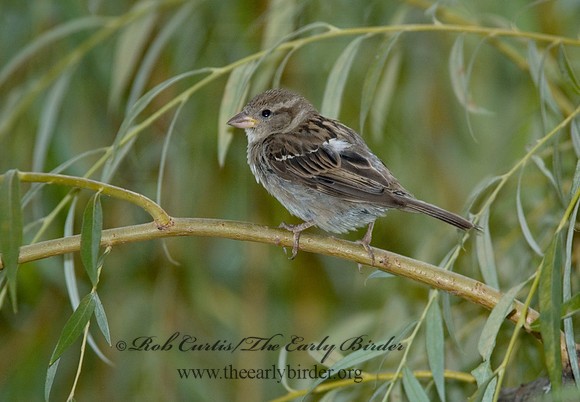 Passer domesticus  HOUSE SPARROW 5013068