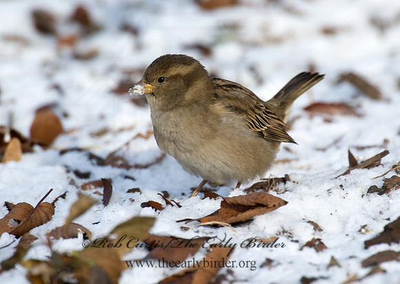 Passer domesticus  HOUSE SPARROW 5017217