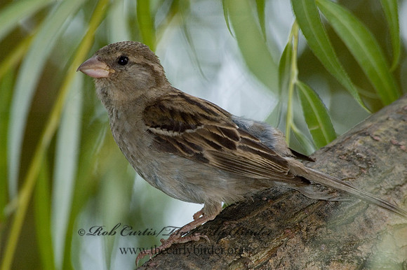 Passer domesticus  HOUSE SPARROW 5013070