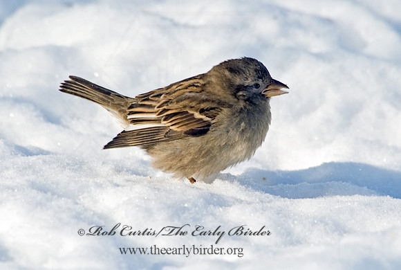 Passer domesticus  HOUSE SPARROW 5017403