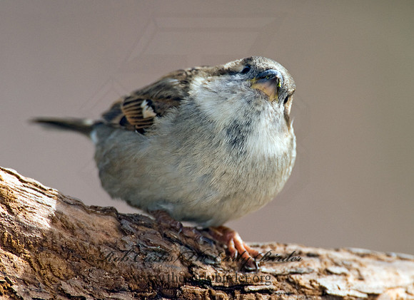Passer domesticus  HOUSE SPARROW 6001146