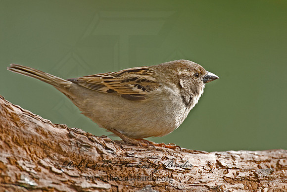 Passer domesticus  HOUSE SPARROW 6001224
