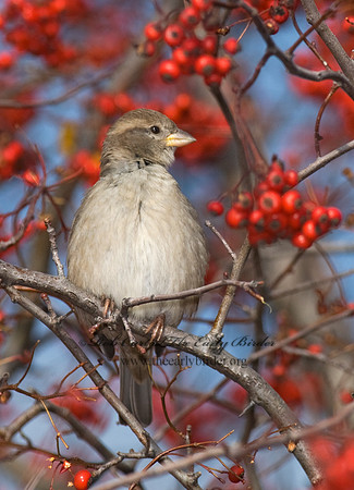 Passer domesticus  HOUSE SPARROW 6018248