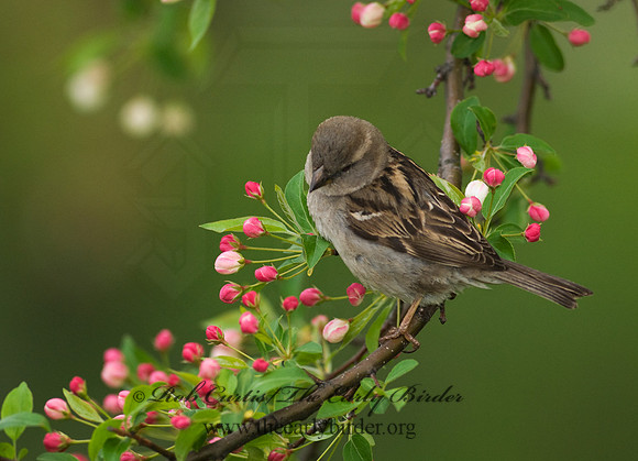 Passer domesticus  HOUSE SPARROW 7014492