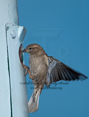 Passer domesticus  HOUSE SPARROW 7001014