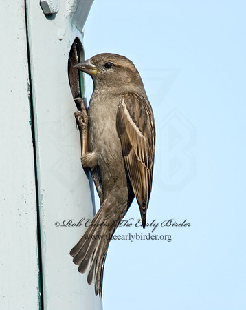 Passer domesticus  HOUSE SPARROW 7001013