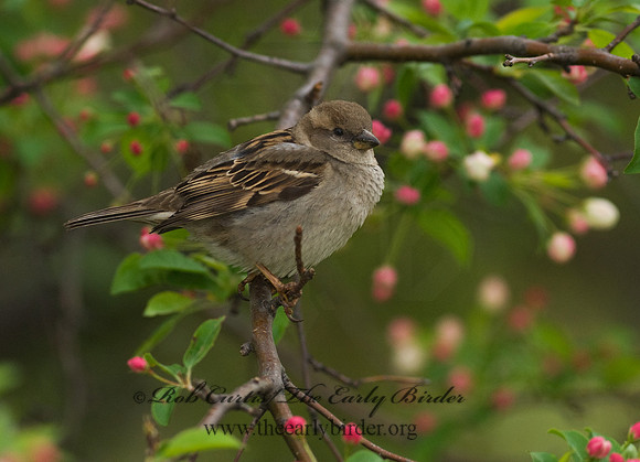 Passer domesticus  HOUSE SPARROW 7014498